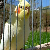 عروس هلندی