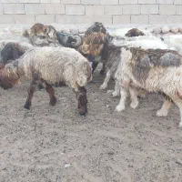 میش بختیاری