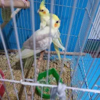 دوتا عروس هلندی  پنج ماه