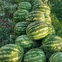 هندوانه لوکس کله بار شیرین