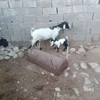 بز کهره دار