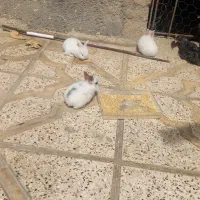 خرگوش|موش و خرگوش|بجنورد, |دیوار