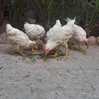 چهار تا خروس سفید فروش یا معاوضه با مرغ تخم گذار