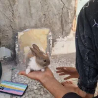 خرگوش خوشکل