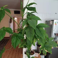 تعدادی گل طبیعی