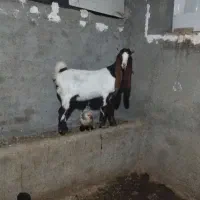 بز غاله گلابی اصیل