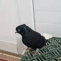 چند عدد کبوتر