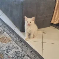 واگذاری بچه گربه
