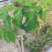 پیوند زدن انواع درخت