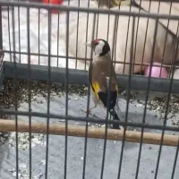 سهره نر معاوضه با جوجه سهره کال