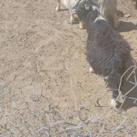 دوتا عدد بزقالع نر چاق