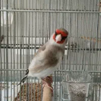 سهره کرمانی دورگ مست