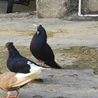 کبوتر سیا دم سفید