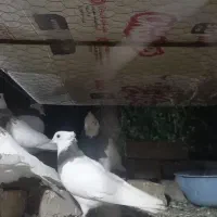 کبوتر بفروش میرسد