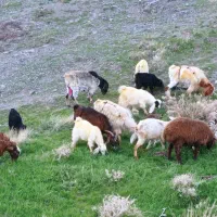 تعداد ۶راس بز و بزغاله شیری درجه 1