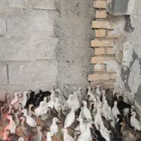 نیمچه شاخدار یک ماهه