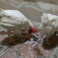 فروش مرغ و خروس