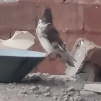 کفتر کپکی تیر ماه