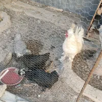 فروش مرغو خروس سلطان