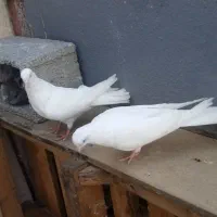 کبوتر پیدا شده