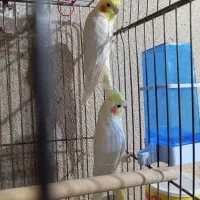 جفت عروس هلندی لوتینو