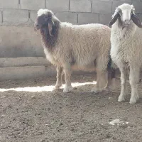 طلیان عراقیات