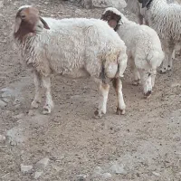 3راس گوسفند بابره