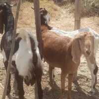 بز و گیسه آبستن سقلوزا و نری چاق هیکل لنگ سه تایی