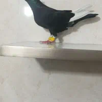 کفتر
