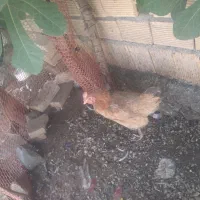 مرغ و جوجه