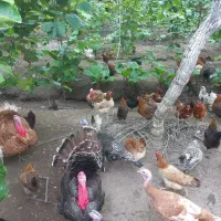 مرغ محلی و گلپایگانی