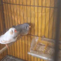 فنچ کینگ انگلیسی و اروپایی بنگالی