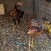 جوجه  لاری اصل و دو عدد مرغ لاری اصل