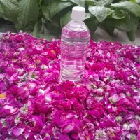 فروش گل محمدی