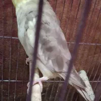 عروس هلندی