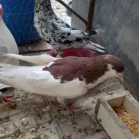 کبوتر|پرنده|تاکستان, |دیوار
