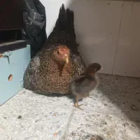 مرغ و جوجه