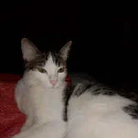 گربه نر