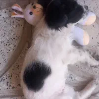 سگ پاپی