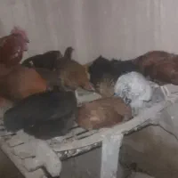 مرغ تخم گذار