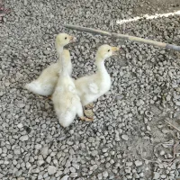 قوغار لیندا