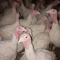 بوقلمون گوشتی ارگانیک