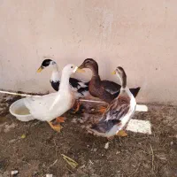 اردک