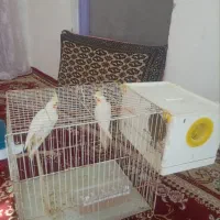 عروس‌هلندی