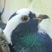 قره عرب مایا