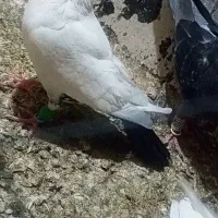 دم سیاه ماده جفتگاه