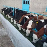 گوساله نر و ماده ۷۰ کیلویی تا ۴۰۰ کیلویی
