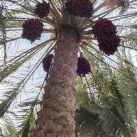 درخت خرما اجاره می کنم