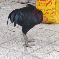 یک جفت مرغ خروس لاری