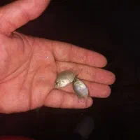 فروش ویژه ماهی سورم
